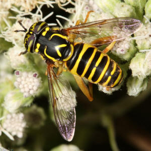 http://www.cirrusimage.com/Flies/Spilomyia_longicornis_4_1024.JPG