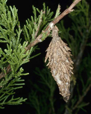 <b>Bagworms</b> | Ferda's Garden Center
